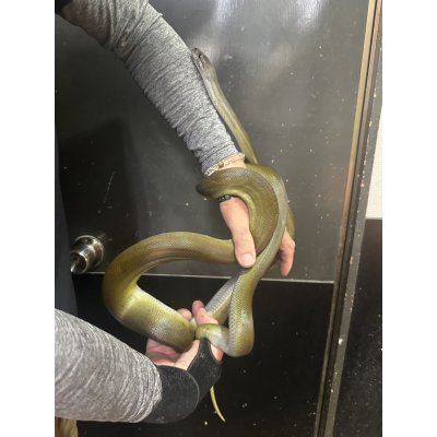 画像4: パプアンパイソン