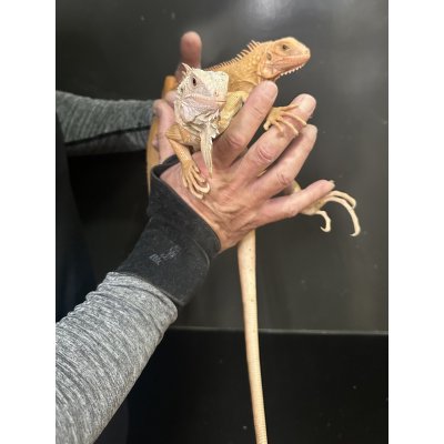 画像2: グリーンイグアナ レッドハイポ ルビーアイ