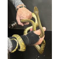 モルカンパイソン