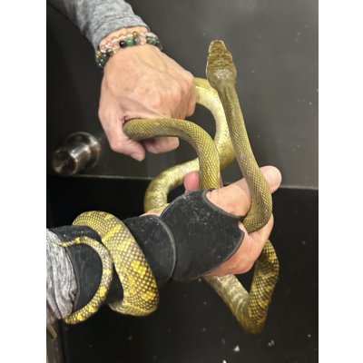 画像1: モルカンパイソン