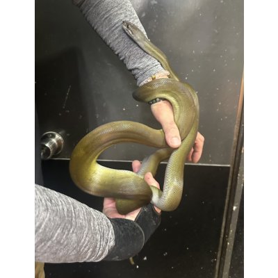 画像3: パプアンパイソン