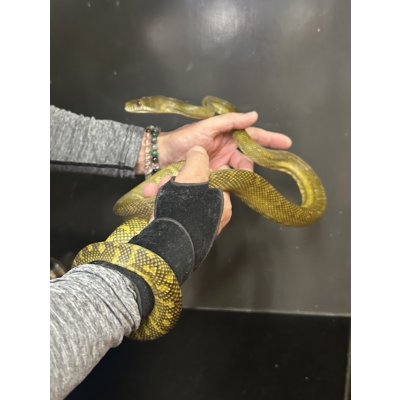 画像4: モルカンパイソン