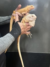 グリーンイグアナ レッドハイポ ルビーアイ