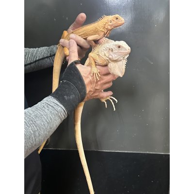 画像1: グリーンイグアナ レッドハイポ ルビーアイ