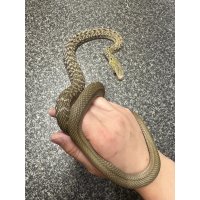 ヨナグニシュウダ