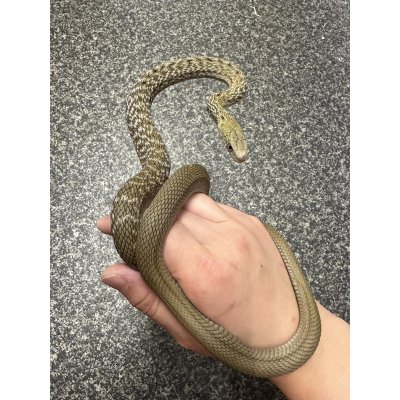 画像1: ヨナグニシュウダ