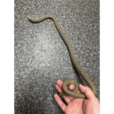 画像2: ヨナグニシュウダ