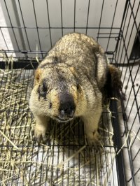 ヒマラヤマーモット 雄