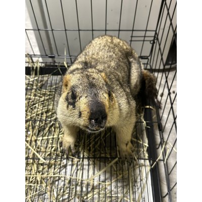 画像1: ヒマラヤマーモット 雄