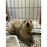 ヒマラヤマーモット 雌