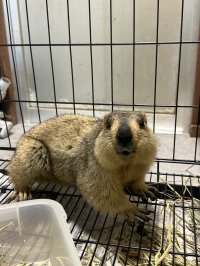 ヒマラヤマーモット 雌