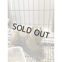 ヒマラヤマーモット 雌