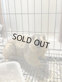 ヒマラヤマーモット 雌