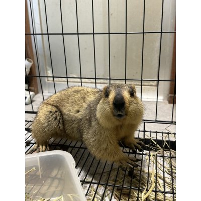 画像1: ヒマラヤマーモット 雌