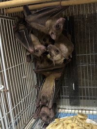 フルーツバット（エジプシャン） 雄雌