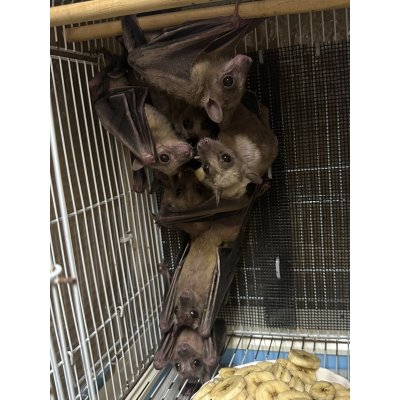 画像1: フルーツバット（エジプシャン） 雄雌