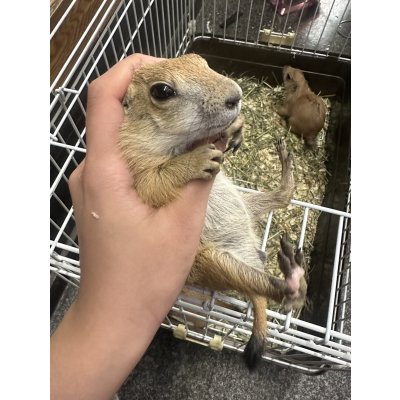 画像2: プレーリードッグ 雌