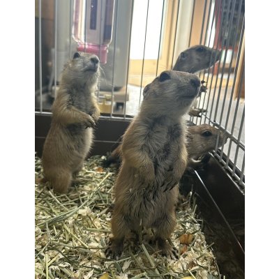 画像4: プレーリードッグ 雌