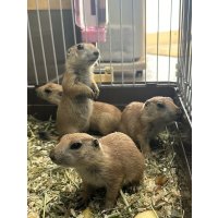 プレーリードッグ 雌