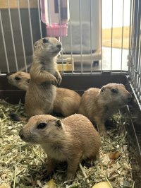 プレーリードッグ 雌