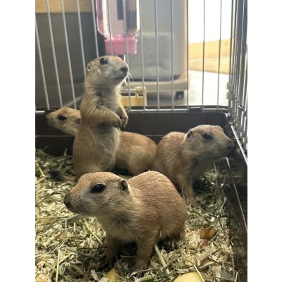 画像1: プレーリードッグ 雌