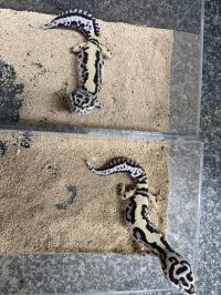 レオパ　ゴジラジャイアント バンディット