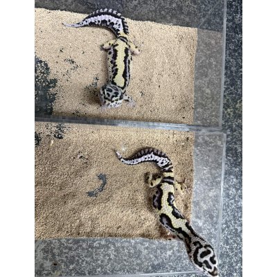 画像1: レオパ　ゴジラジャイアント バンディット