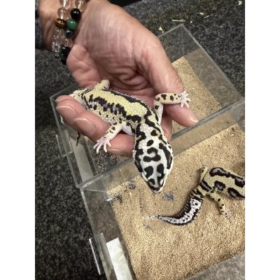 画像3: レオパ　ゴジラジャイアント バンディット