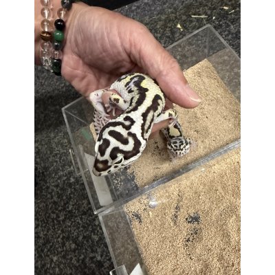 画像2: レオパ　ゴジラジャイアント バンディット