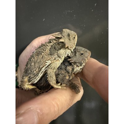 画像3: ヤマツノトカゲ