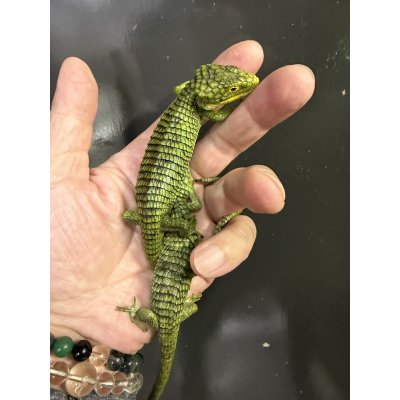 画像1: アブラニアグラミニア