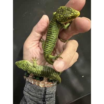 画像3: アブラニアグラミニア