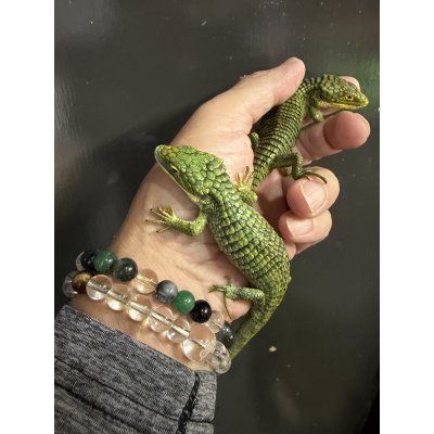 画像2: アブラニアグラミニア