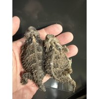 ヤマツノトカゲ