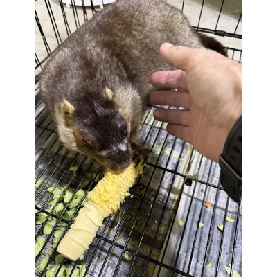 画像2: ヒマラヤマーモット 雄