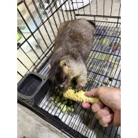 ヒマラヤマーモット 雄