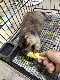 ヒマラヤマーモット 雄