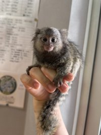 コモンマーモセット 雄