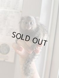 コモンマーモセット 雄