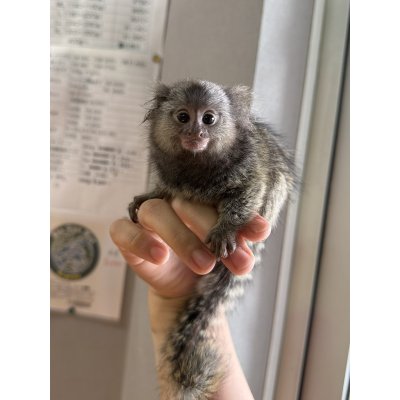 画像1: コモンマーモセット 雄