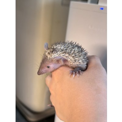 画像3: ヒメハリテンレック