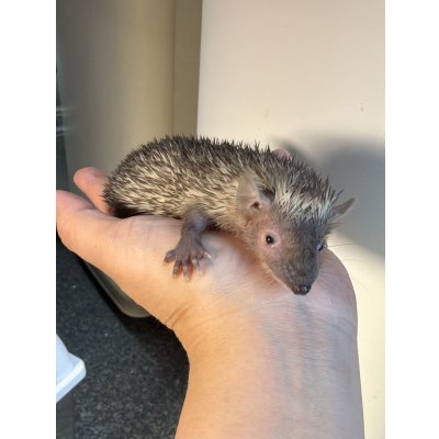 画像4: ヒメハリテンレック