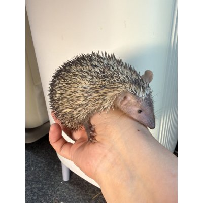 画像2: ヒメハリテンレック