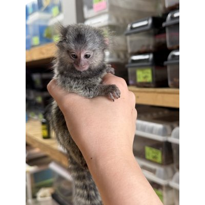 画像4: コモンマーモセット 雄
