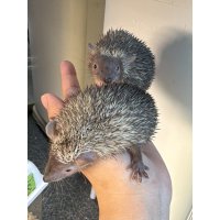 ヒメハリテンレック