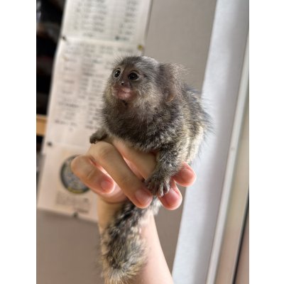 画像2: コモンマーモセット 雄