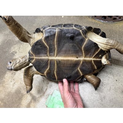 画像4: アルダブラゾウガメ モーリシャス