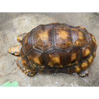 キアシリクガメ　メス