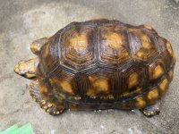 キアシリクガメ　メス