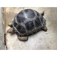 アルダブラゾウガメ モーリシャス